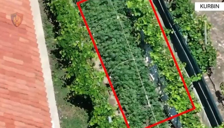 PAMJET ME DRON/ Mbushi oborrin e shtëpisë me kanabis, në pranga kultivuesi në Kurbin