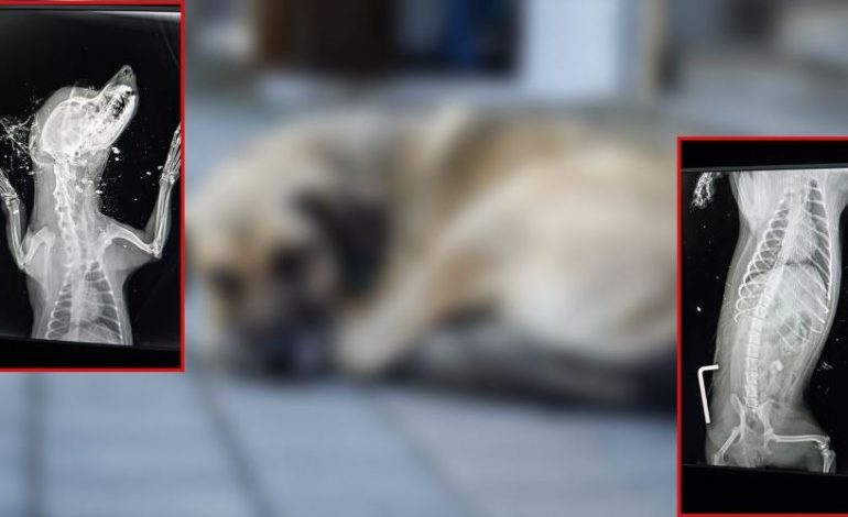 HORROR NË SHKODËR/ Qeni RRIHET deri në agoni, futet në qese plehrash bashkë me…