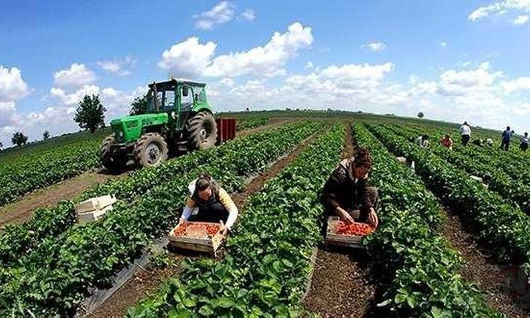 SIGURIMI I VETËPUNËSUARVE NË BUJQËSI/ Kush përfiton dhe cilat janë 4 kushtet kryesore
