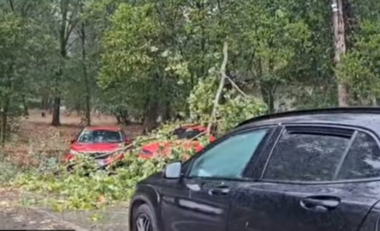 STUHIA/ Era e fortë thyen pemët në kryeqytet! Trafik i rënduar në disa zona