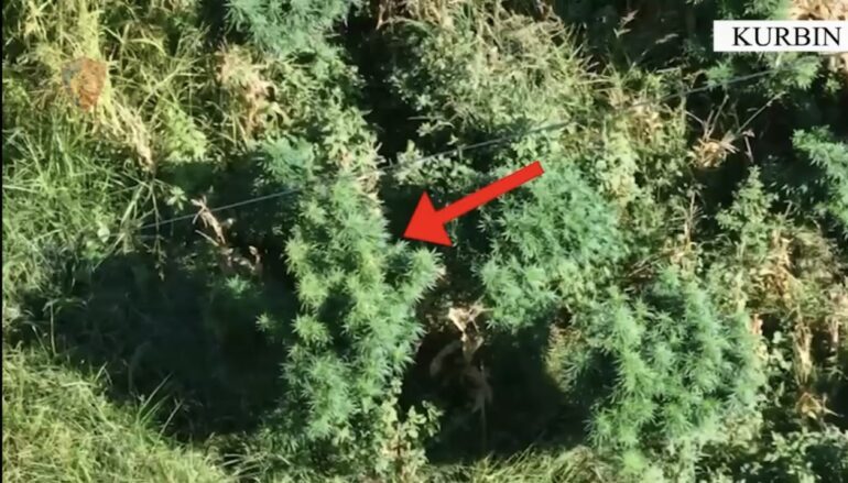 OPERACIONI “KOORDINATA”/ Kultivuan bimë narkotike në fshatin Zhej, arrestohen dy shtetas në Kurbin, shpallet në kërkim një tjetër