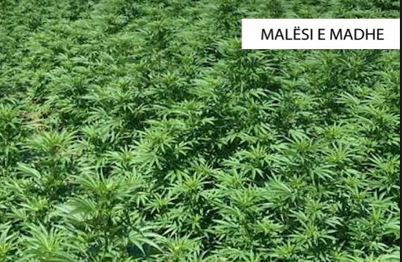 EMRAT/ Kultivuan mbi 5.000 bimë narkotike në Malësinë e Madhe, 2 persona në pranga e 2 në kërkim