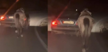 E PAZAKONTË! Tërhoqi kalin me makinë, procedohet 60-vjeçarin