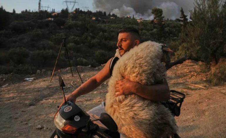 FOTOLAJM/ Shqiptari që shpëtoi një dele në Greqi nga zjarret, përzgjidhet nga BBC si “foto e vitit 2025”