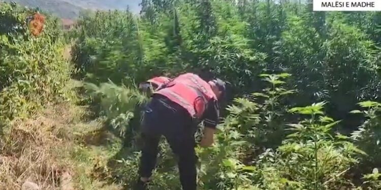 NJË FAQE MALI ME 12 MIJË RRËNJË KANABIS/ 14 të arrestuar në Malësi të Madhe (EMRAT)