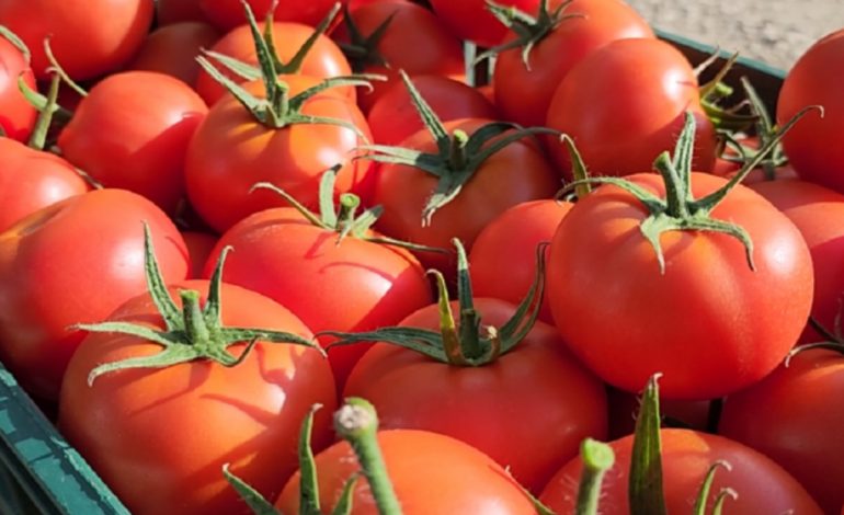DOMATET SHQIPTARE ME NIVELE TË LARTA PESTICIDESH/ Prokuroria e Beratit firmos urdhër-arreste. Si produkti arriti të kalonte doganën me fatura fiktive