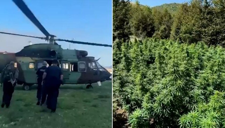 PAMJET NGA AKSIONI/ Zbulohen 9317 bimë kanabisi në Shkodër, një në pranga, kryetari i fshatit në hetim