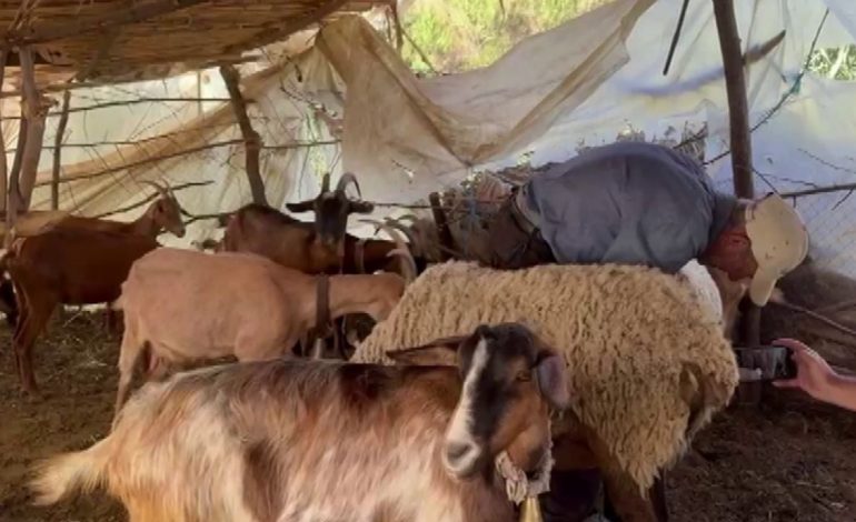 UJKU BËN “NAMIN” NË LUSHNJE/ Sulmon tufën e bagëtive, 40 krerë të vrarë…