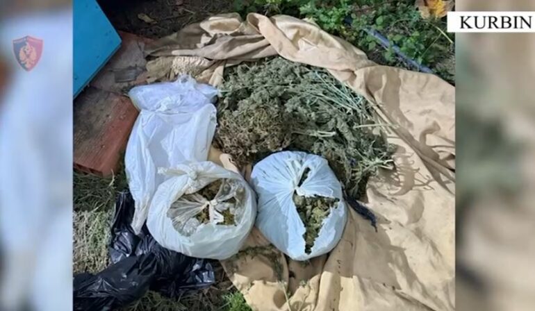 EMRI/ Kishte fshehur në banesë mbi 7 kg kanabis, arrestohet 62-vjeçari në Kurbin