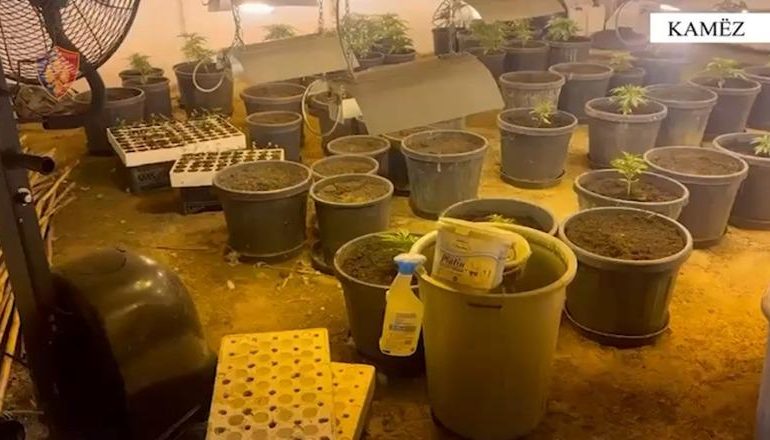 “SHTËPI BARI” NË LAÇ/ Në pranga dy persona! Sekuestrohen 12 kg kanabis, granata, tritol e fitila detonatorësh