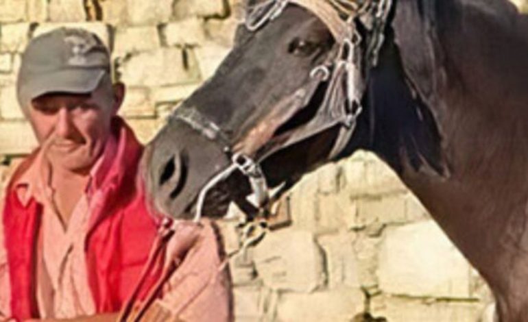 PAMJET/ “Mollë sherri” për krimin tragjik, kali i Kristo Memës mbetet i lidhur në banesën e vrasësit