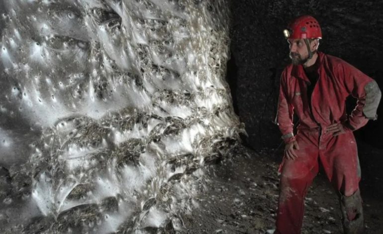 PAMJET/ Zbulohet në kufirin shqiptaro-grek rrjeta e merimangave më e madhe në botë