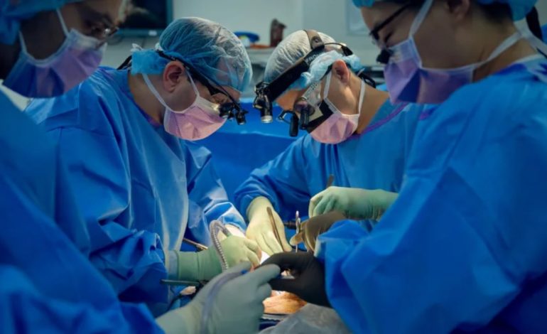 STUDIMI: Shkencëtarët më afër se kurrë transplantit të veshkave të derrit te njerëzit