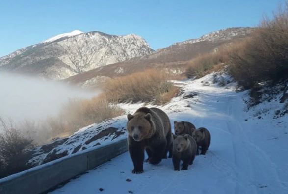 FOTO E VEÇANTË/ Arusha me katër këlyshët e saj zbret në fshatin Kolesjan të Kukësit