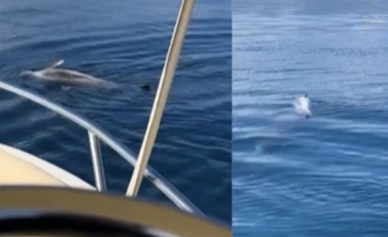 E RRALLË NË VLORË/ Delfini përpiqet të ndihmojë ‘shokun’ e ngordhur në det