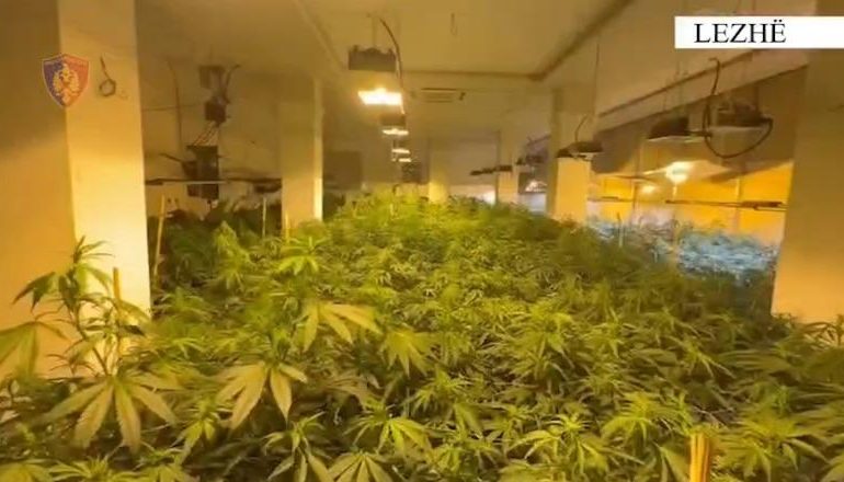 KANABIS NË 4 AMBIENTE/ Pamjet nga operacioni antidrogë në Rrilë! Arrestohen babë e bir dhe një punonjës i OSHEE