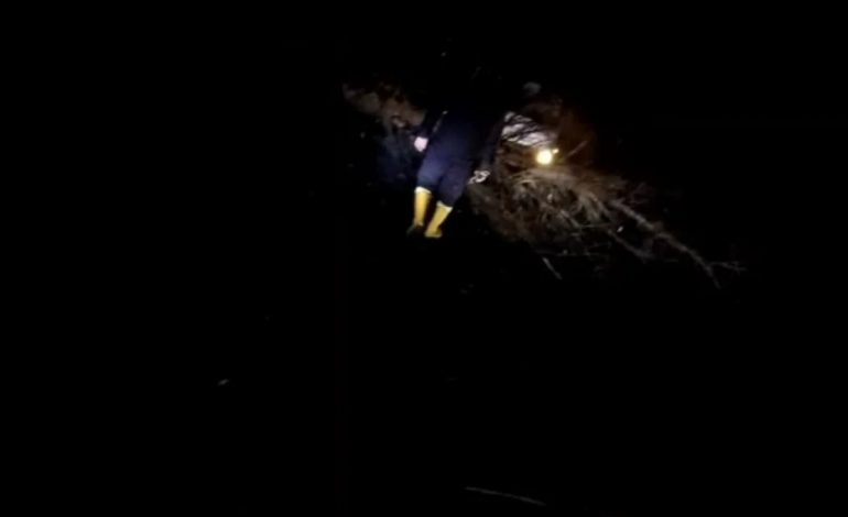 MOTI I KEQ/ Era e fortë rrëzon pishën gjatë natës në Vlorë, përplaset një automjet nga bllokimi i rrugës