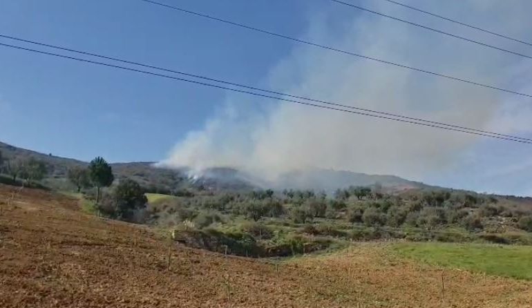 PAMJET/ Zjarr në ullishtet e Duhanasit në Berat, flakët përhapen drejt zonës me pisha