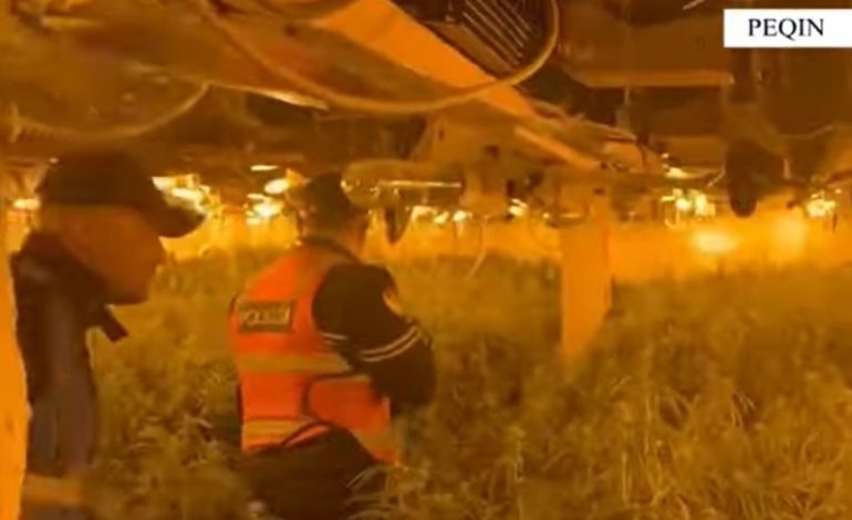 PUBLIKOHEN PAMJET/ Momenti kur policia “mësyn” në magazinën e mbushur me kanabis. Shpallet në kërkim pronari, drejtor i burgut të Rrogozhinës