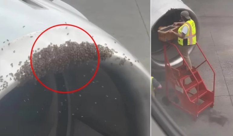 PAMJET E PAZAKONTA/ Kosherja e bletëve zbulohet brenda motorit të avionit, anulohet fluturimi