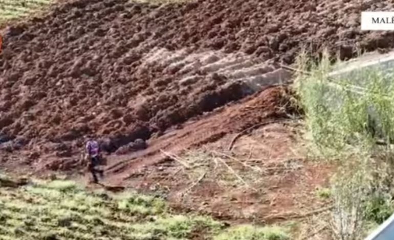 “NDAL”/ Tre të arrestuar për kultivim droge në Malësinë e Madhe. Ndjekje nëpër ara dhe…