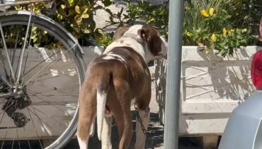 E RËNDË NË VLORË/ Vogëlushja kishte dalë shëtitje me gjyshërit, pitbulli kafshon në kokë 4-vjeçaren