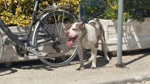 PAMJE TË RËNDA/ Pesë persona tentojnë ta shpëtojnë, publikohet momenti kur pitbulli tërheq zvarrë gjatë kafshimit vogëlushen 4-vjeçare