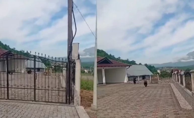 VIDEOLAJM/ Tre arinj futen në oborrin e shtëpisë së familjes shqiptare, i riu: Hajde këtu…