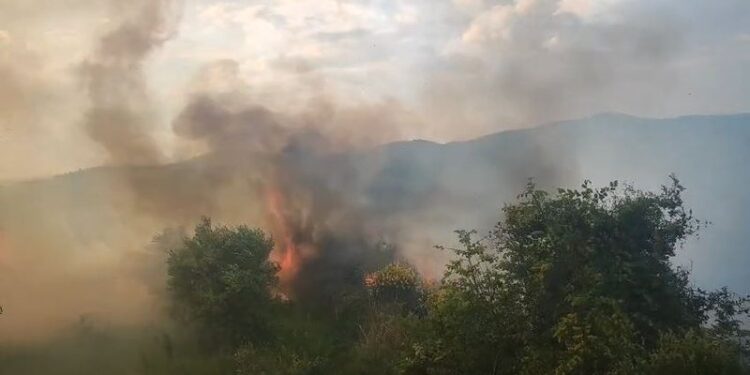 ZJARR NË VLORË/ Digjet nga flakët një sipërfaqe me shkurre dhe ullinj në Hoshtimë, ndërhyjnë forcat zjarrfikëse