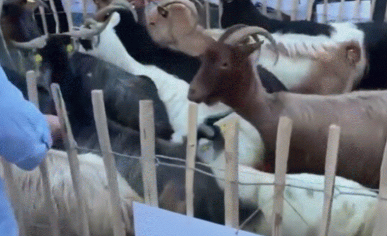 E PAZAKONTË/ Kryeministria me vizitorë të rinj. Dhitë “i bashkohen” flamingove në protestë!