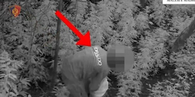 OPERACION ANTI DROGË NË MALËSINË E MADHE/ Asgjësohen 306 bimë kanabis! Arrestohen 2 persona