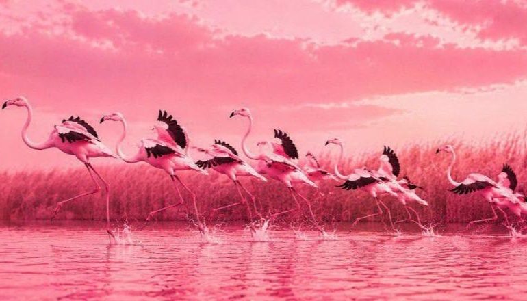 HABIT RAMA/ Vendos foto profili flamingot, pas protestave të vazhdueshme