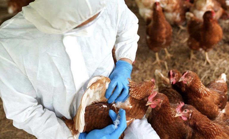 AUSTRALIA NË ALARM/ Konfirmohet rasti i parë i gripit të shpendëve H5N1 në kontinent