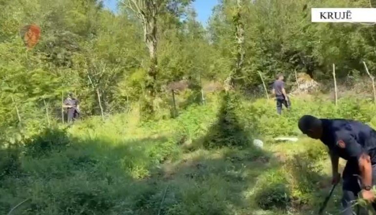 OPERACION ANTIDROGË NË KRUJË/ Zbulohen parcelat me kanabis! Bimët asgjësohen përmes djegies, kontrolle e nëpër ambiente të mbyllura