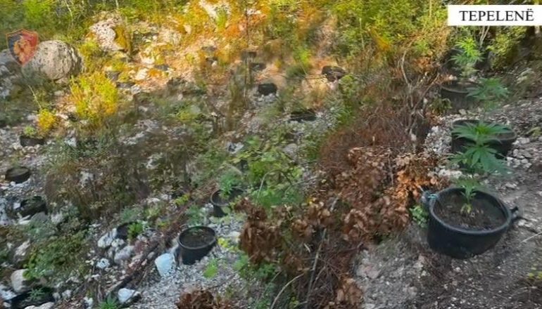 E PËSON KEQ/ Kishte mbjellë vazo me kanabis në kanionet e Progonatit, pranga 57-vjeçarit (EMRI)