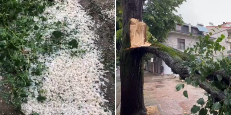 STUHI E FORTË NË KORÇË/ Era rrëzon pemët në bulevard! Breshëri dëmton të mbjellat në Devoll