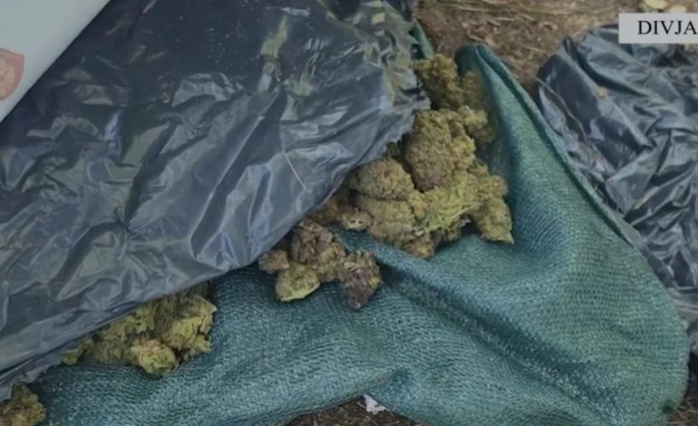 ZBULOHET “FABRIKA” E KANABISIT NË DIVJAKË/ Sekuestrohen 44 kg drogë dhe 1426 bimë narkotike