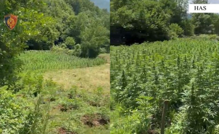 E PËSOJNË KEQ/ Kishin kultivuar mbi 1800 bimë kanabis, në pranga babë e bir në Kukës
