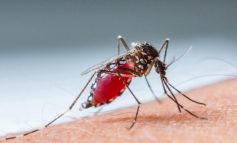 "ETHET E NILIT" NË KORÇË/ Përmirësohet gjendja shëndetësore e 72-vjeçarit të sëmurë! Vijon hetimi epidemiologjik