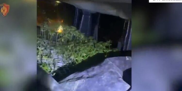 DETAJET/ Kapet në ndjekje furgoni me 2500 kubikë kanabisi, në pranga 2 të rinjtë! Do ngrinin plantacionin e drogës në vaun e Dejës
