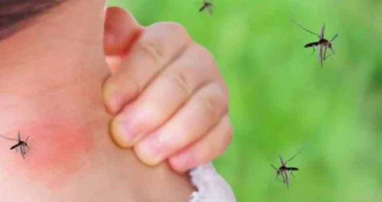 ALARM NË GREQI/ Virusi i Nilit Perëndimor përhapet me shpejtësi, 6 viktima dhe 65 të infektuar