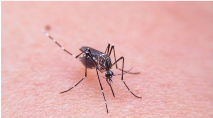 ETHET E NILIT ALARMOJNË SHKUPIN/ Shpallet epidemia në 5 komuna, 26 të infektuar dhe një viktimë