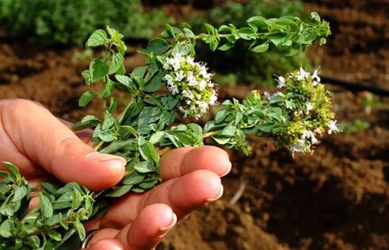 RIGONI/ Bima aromatike me vlera për shëndetin dhe përdorime të shumta